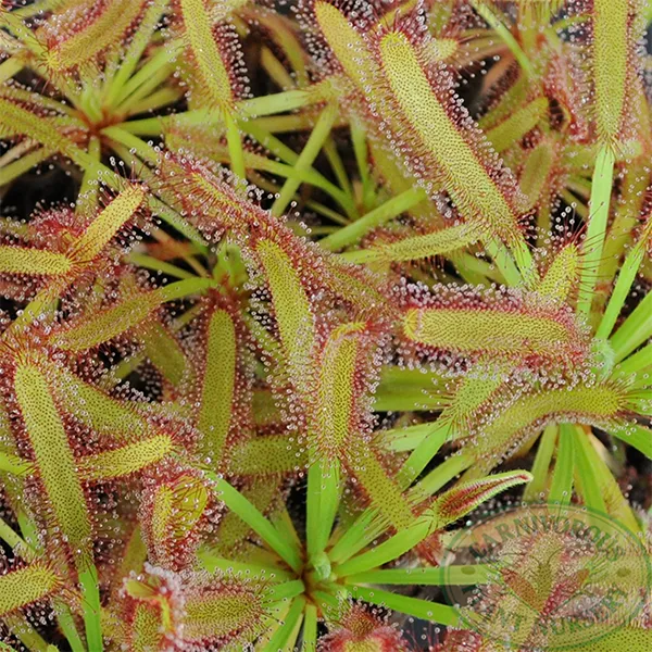 Drosera x Hercules