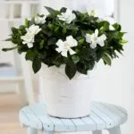 Gardenia jasminoides or Cape Jasmine كيب ياسمين