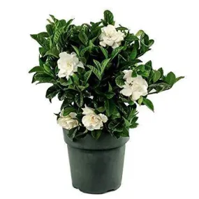 Gardenia jasminoides or Cape Jasmine كيب ياسمين