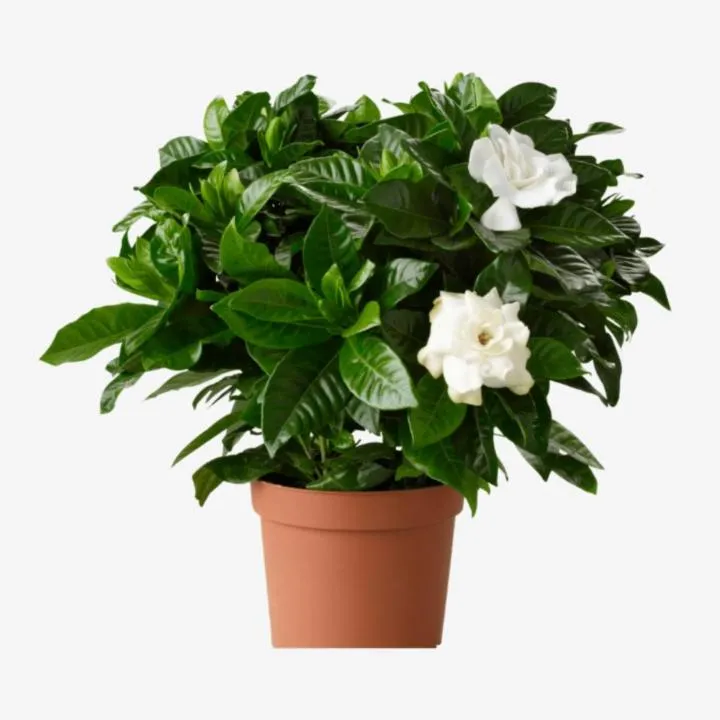 Gardenia jasminoides or Cape Jasmine كيب ياسمين