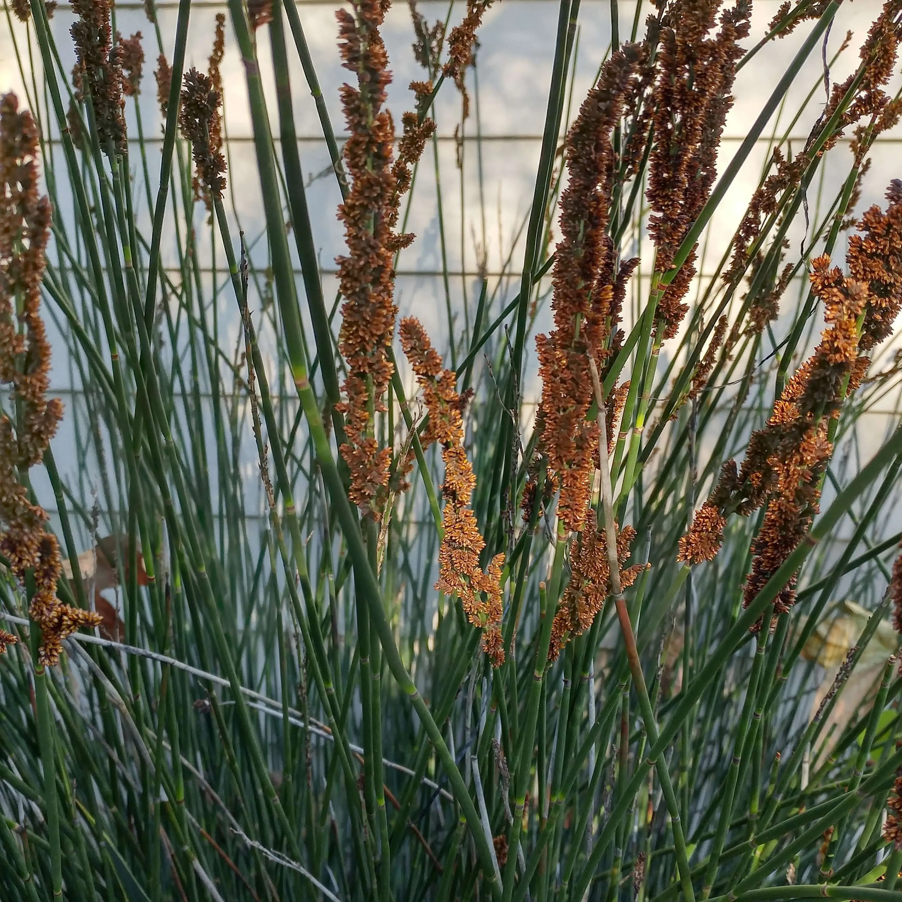 Large Cape Rush