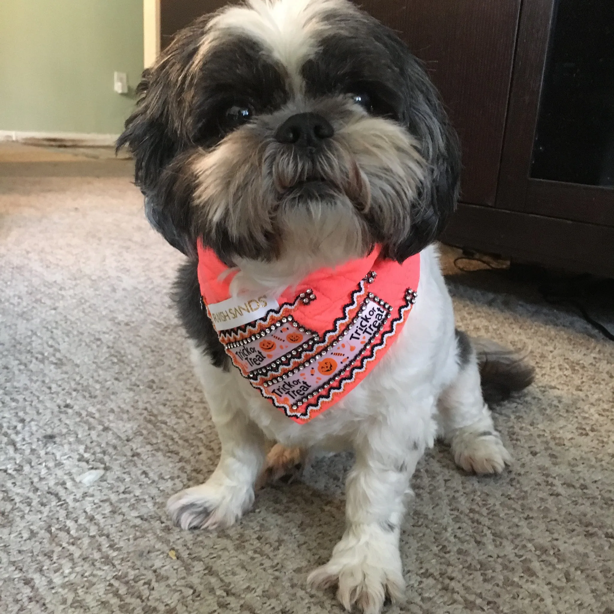 Ravish Pet Designer Halloween Rhinestone Scarf (neon coral/orange) $28.99